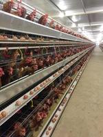 cage de batterie de poules pondeuses avec ligne de production à plusieurs niveaux chaîne de production de convoyeurs d'œufs de poule d'une ferme avicole, logement de ferme pondeuse, usine d'équipement technologique agricole