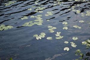 feuilles de nénuphars à la surface de l'eau d'un lac forestier photo