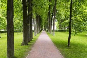 les arbres le long de l'allée et de la pelouse. photo