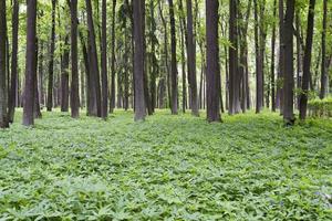 une forêt de pins dense avec des arbustes. photo