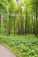 une forêt de pins dense avec des arbustes. photo