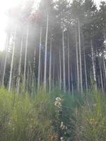 forêt de monte amiata photo