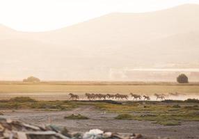 chevaux sauvages yilki courent dans un champ de prairie libre à l'extérieur dans la nature, keyseri, turquie photo