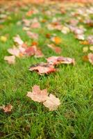 congé d'érable d'automne sur l'herbe libre photo