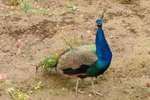 paon avec de belles plumes bleues dans le domaine photo