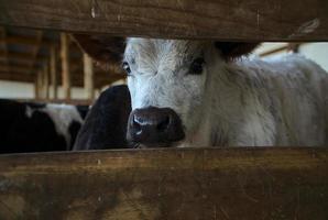 le veau blanc le plus mignon avec son nez noir photo