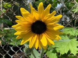 tournesol dans le jardin - image photo