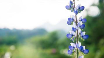 fleurs violettes me forger pas des fleurs.angelonia goyazensis benth photo