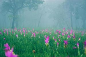 parc de jardin en plein air brouillard vers le bas jardin de fleurs curcuma sessilis. photo