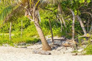 palmier tropical en pente ciel bleu playa del carmen mexique. photo
