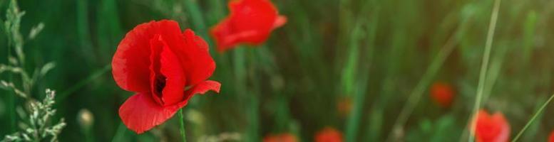 bannière. coquelicots rouges sauvages dans un champ en gros plan photo