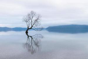 l'arbre wanaka, le saule le plus célèbre du lac wanaka en nouvelle-zélande photo