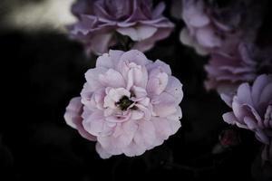 fleurs dans la conception de tons sombres naturels. photo