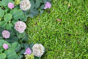 Groupe de pot de fleurs sur sol en herbe photo