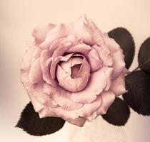 fleur design noir vintage belles fleurs faites avec des filtres de couleur photo