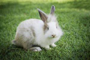 Lapin lapin mange de l'herbe dans le jardin photo