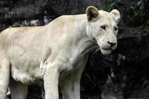 lion blanc sur le rocher photo