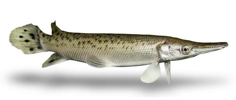 poisson cru frais isolé sur fond blanc avec un tracé de détourage photo