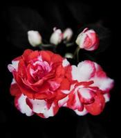 fleurs vintage roses dans des tons chauds photo