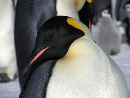 manchots empereurs dans les glaces de l'antarctique photo