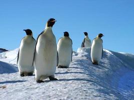 manchots empereurs dans les glaces de l'antarctique photo