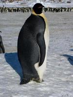 manchots empereurs dans les glaces de l'antarctique photo