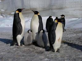 manchots empereurs dans les glaces de l'antarctique photo