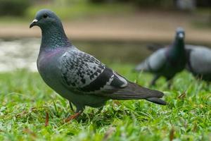 Pigeons colorés jouant dans l'herbe en Thaïlande photo