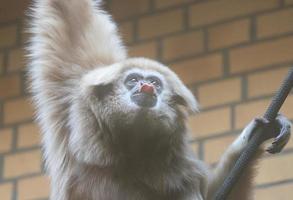 gibbon aux mains blanches, portrait de singe photo