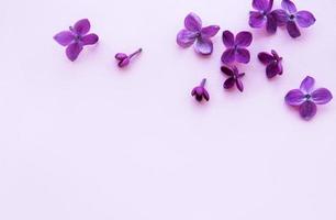 lilas dans un style plat sur fond rose. beau printemps. vue de dessus. mise à plat, haut. l'été. style de printemps naturel. photo