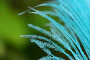 macro de plumes bleues photo