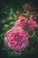 fleurs roses dans la conception de tons foncés naturels. l'image est l'art photo