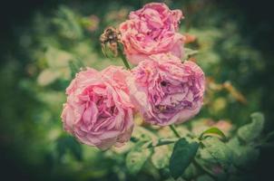 fleurs roses dans la conception de tons foncés naturels. l'image est l'art