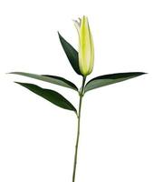 fleur de lys sur fond blanc avec espace de copie pour votre message