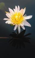 fleur de lotus dans l'eau chaude