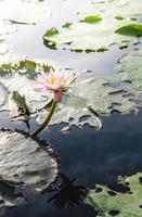 fleur de lotus dans l'eau chaude