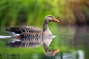 une canard nager dans une étang avec herbe et l'eau photo