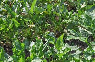 légumes de betterave à sucre photo