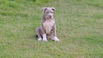 chiot assis sur l'herbe, chien chiot bully américain, animal de compagnie drôle et mignon photo