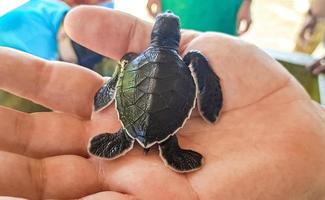 mignon bébé tortue noire sur les mains à bentota au sri lanka. photo