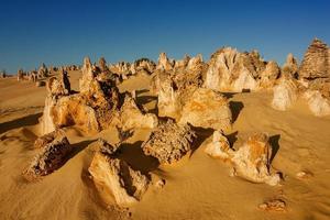 les pinacles du parc national de nambung sont d'étonnantes structures calcaires naturelles, certaines atteignant cinq mètres de haut. Australie occidentale.