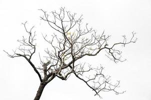 photos en noir et blanc, arbres morts sous le ciel