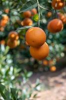 les orangers du verger ont eu une bonne récolte, et les branches et les feuilles vertes étaient couvertes d'oranges dorées photo