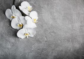 orchidée blanche sur la pierre grise photo