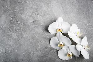 orchidée blanche sur la pierre grise photo