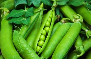 pois verts - fond photo