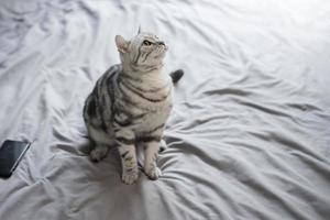 chat mignon de pli écossais en marbre blanc. photo