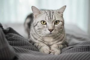 chat mignon de pli écossais en marbre blanc. photo