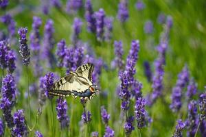 papillon par temps d'été ensoleillé photo