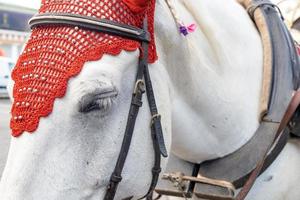 gros plan de la tête d'un cheval blanc dans un harnais élégant. photo